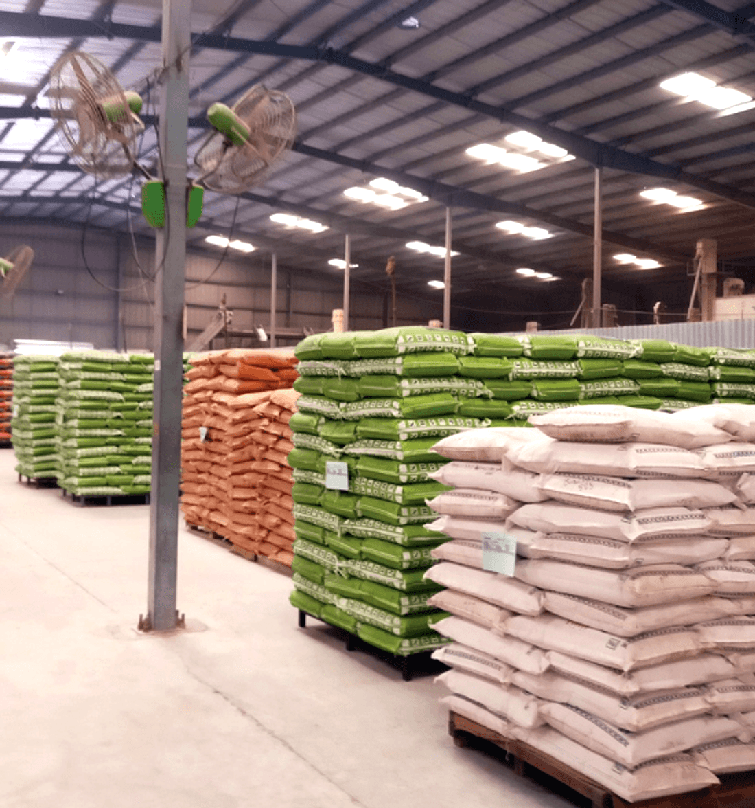 Graded popcorn maize stacked in a Venagro warehouse