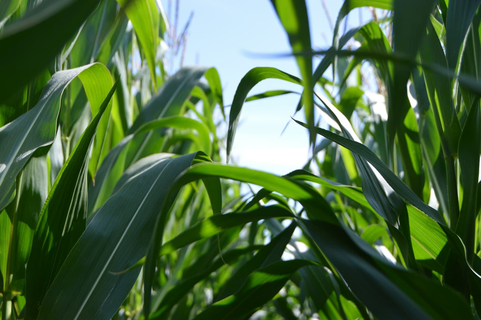 Green corn plants against the sky