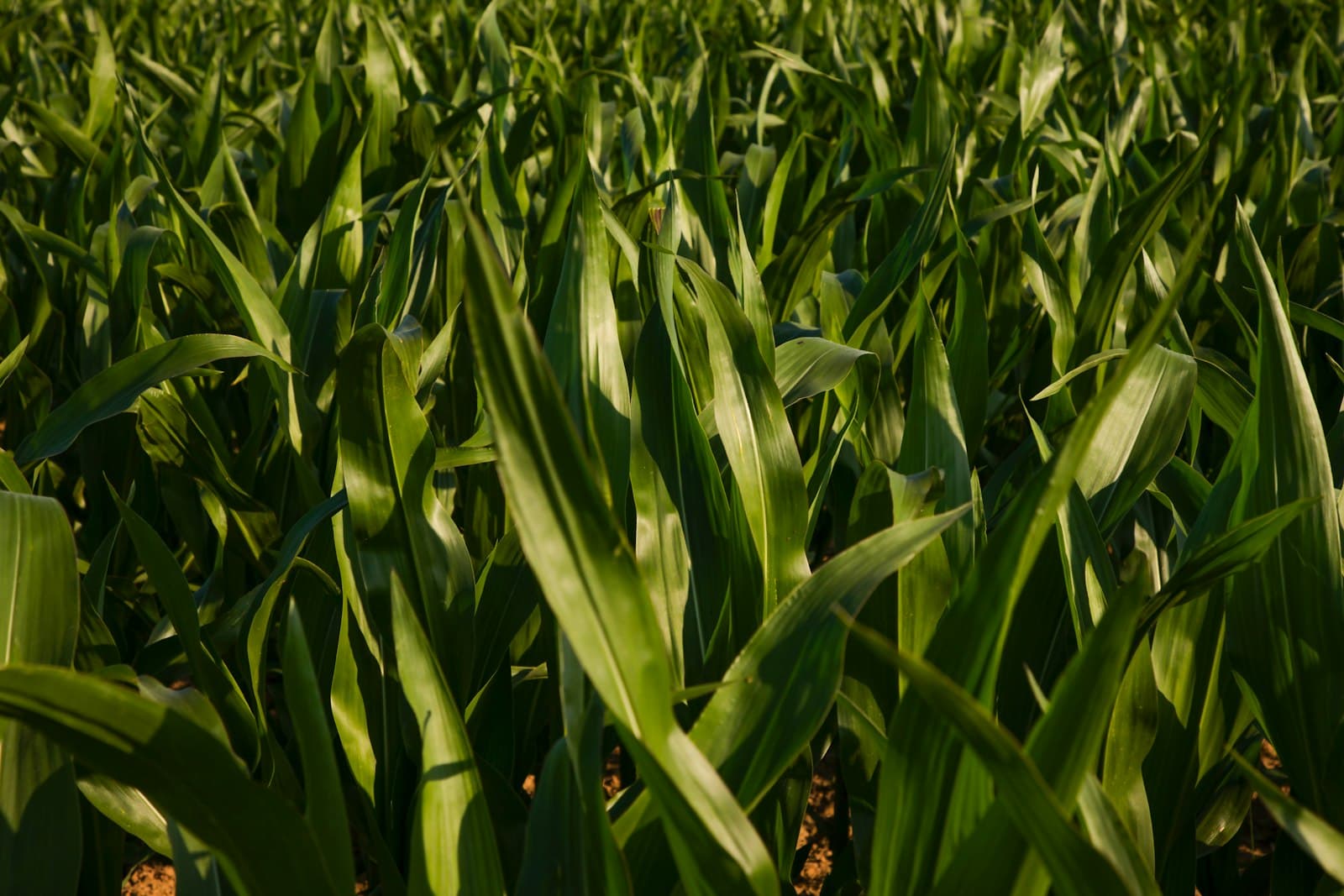 Lush green corn stalks in the field