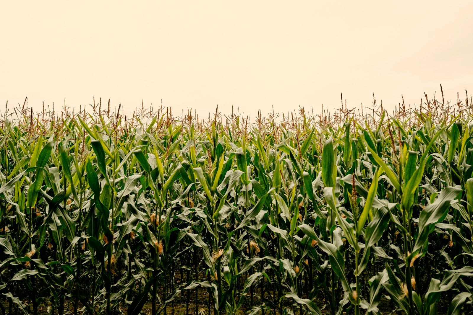 Rows of green popcorn maize in the field