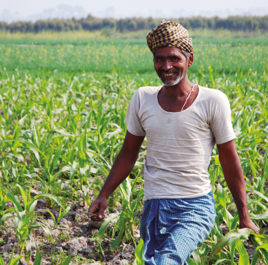 A farmer standing in a maize field
