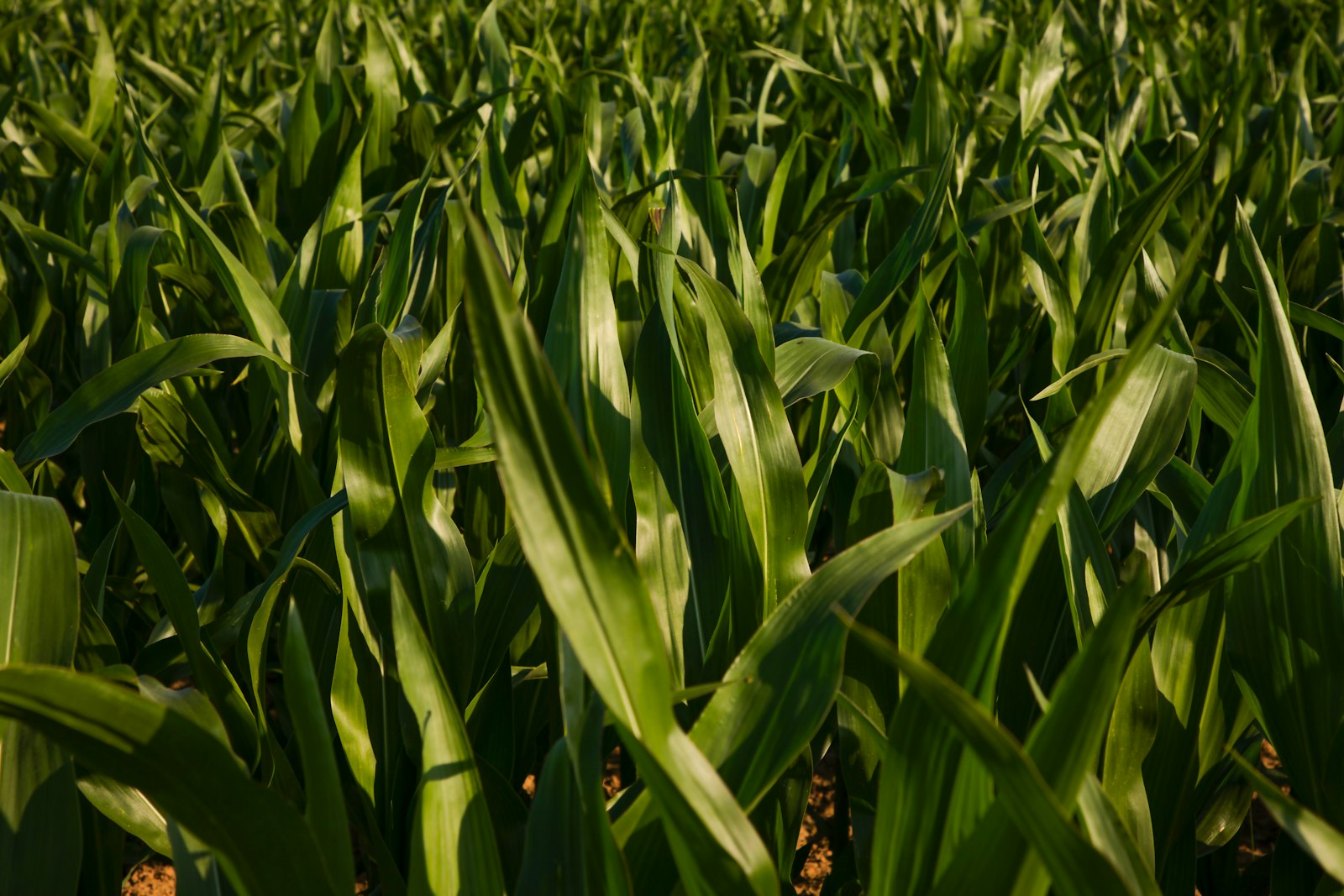 Lush green corn stalks in the field