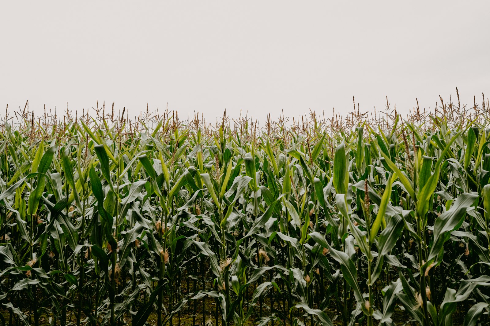 Rows of green popcorn maize in the field