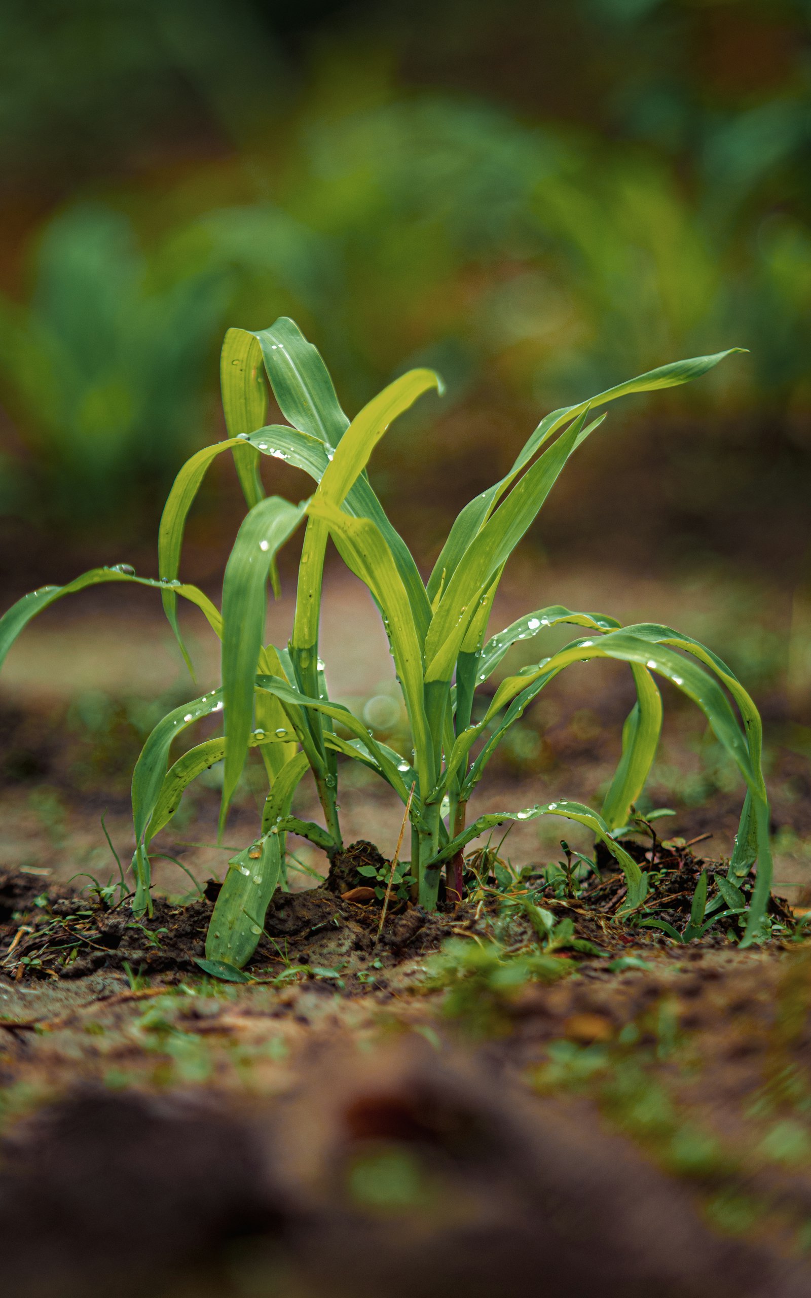 Young corn seedling with water droplets